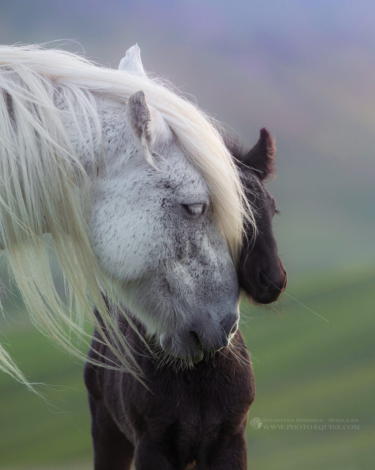 Drybarrows Fell Ponies